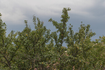 Green fruit trees with dense foliage under cloudy sky in summer season, natural landscape background for weather and environment concept