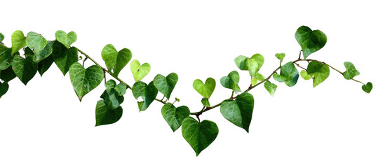 Vining plant with heart-shaped leaves, isolated on black