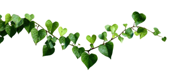 Vining plant with heart-shaped leaves, isolated on black