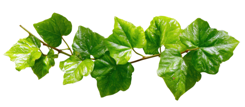 Close-up of a branch of vibrant green leaves