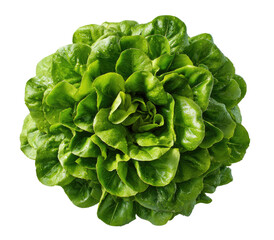 Close-up of a vibrant green leafy head of lettuce
