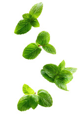 Fresh mint leaves, vibrant green,  isolated against black