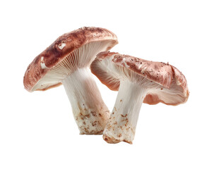 Close-up of two brown mushrooms.  Their caps are slightly overlapping, displaying a rich, reddish-brown hue with paler shading.  The stems are a light beige, showing some texture.  