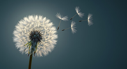 Fototapeta premium Serene Dandelion Seeds Dispersing: Soft Light, Teal Background, Nature Photography.