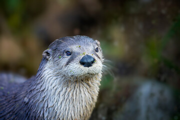 Close up of the head of a River Otter facing directly at the camera