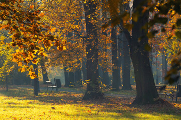 A beautiful autumn morning in the park (Silesian Voivodeship, Poland), background or wallpaper for your project