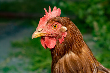 Close up portrait of brown chicken with red comb and orange eye on green background. Farm animal photography. Poultry farming and agriculture concept for design and print