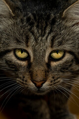 Close up portrait of tabby cat with green eyes. Macro shot pet photography. Domestic animal and veterinary care concept for design and print