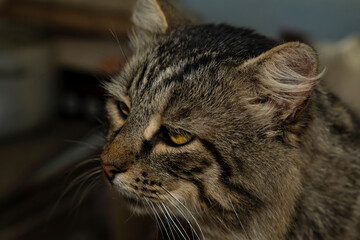 Close up portrait of tabby cat with green eyes. Macro shot pet photography. Domestic animal and veterinary care concept for design and print
