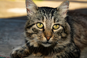 Close up portrait of tabby cat with green eyes. Macro shot pet photography. Domestic animal and veterinary care concept for design and print