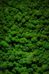 A macro close-up of lush, synthetic moss with intricate details mimicking natural foliage. Rich greens and organic patterns create a vivid, tactile texture ideal for design projects, interior decor.