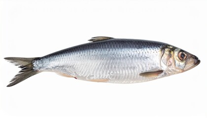 Herring on Isolated White Background – Silvery Fish with Lean Flesh and Natural Depth of Field