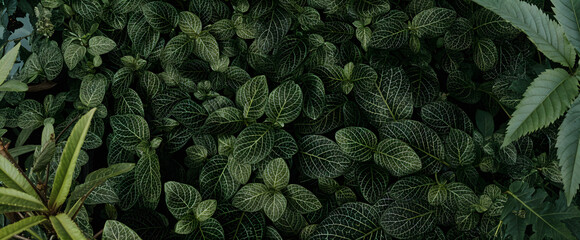 Fresh Green Foliage Natural Texture Background