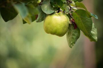 Green quince fruit hanging from tree branch
