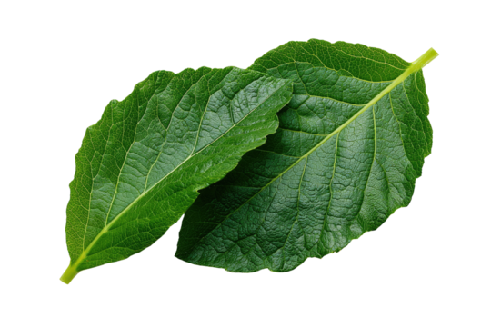Close-up of two vibrant green leaves overlapping.  Distinct leaf veins visible.  Isolated against a black background