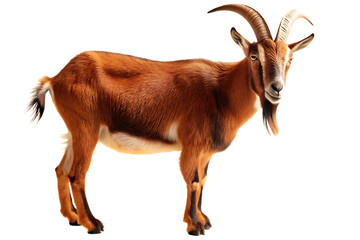 Fototapeta premium Brown goat with long horns isolated on a transparent background