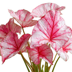 Close-up of vibrant pink and white Caladium leaves