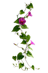 Close-up of a vibrant vine with purple flowers and green leaves.  The vine curls upward, with multiple blossoms and foliage.  Intricate detail