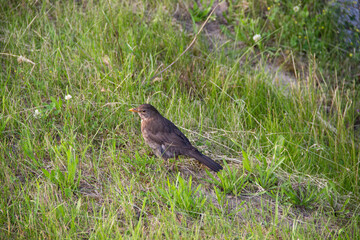 Brown bird standing on green grass, surrounded by wildflowers, showcasing natural habitat and wildlife behavior in a serene outdoor environment