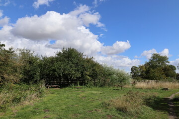  Lush green and autumnal brown grasses fill the foreground, leading the eye toward a dense line of various deciduous and coniferous trees under a partly cloudy blue sky.
