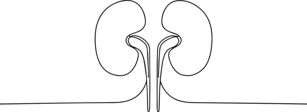 black line art kidneys anatomy clip art preview
