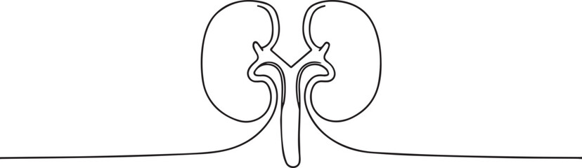 human organ kidney one continuous line art, Vector illustration, One line art, Line art graphic style