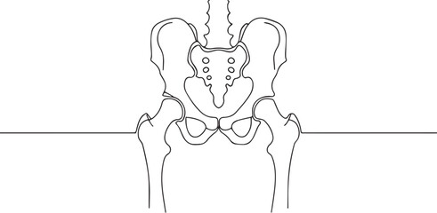 Human pelvic bone one continuous line art, Vector illustration, One line art, Line art graphic style