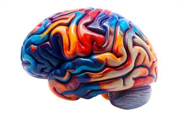 Detailed human brain model with colorful, marbled texture mind cognition isolated on a transparent background