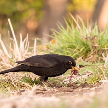 Blackbird eating worm in natural setting