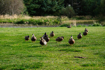 A group of ducks standing on a grassy field in Iceland during the daytime