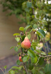 hanging pear on a tree. High quality photo