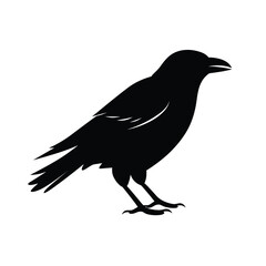 Obraz premium Silhouette of a crow standing with detailed feathers and open beak silhouette
