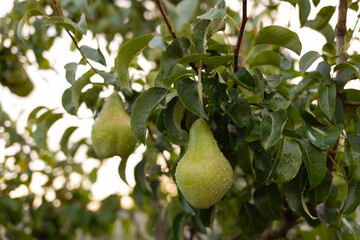 Green pear on a tree after rain. High quality photo