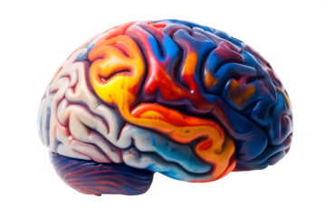 Human brain model with bright yellow and red painted texture mind cognition isolated on a transparent background