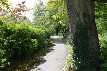 Asphalt path winding its way through a dense tunnel of lush green foliage.