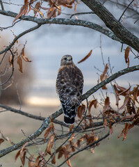Red Shouldered hawk perched on a branch looking backward over its shoulder with a 180 degree turn of its head