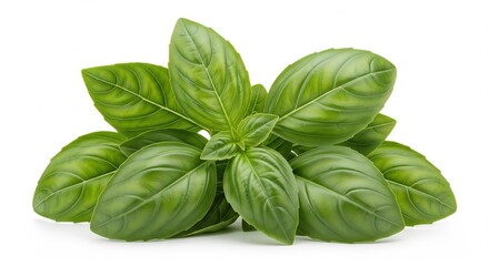 Fototapeta premium Fresh green basil leaves isolated on white background, showcasing their vibrant color and intricate vein patterns, perfect for culinary and botanical themes.