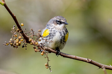 Obraz premium yellow rumped warbler perched on branch with berries