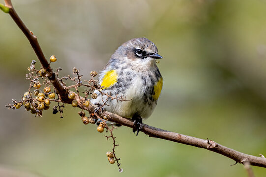 yellow rumped warbler perched on branch with berries