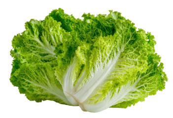 Close-up of vibrant green lettuce head