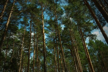 Tall pine trees reaching into blue sky with scattered clouds, creating a vibrant forest background and natural wallpaper