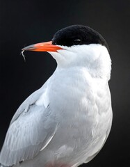 Close-up of a bird with a contrasting plumage