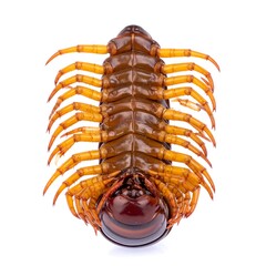 Centipede in profile