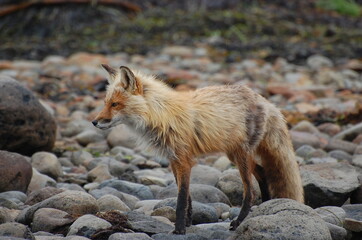 red fox vulpes