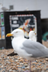 Seagulls on the beach near Brighton, enjoying a sunny day by the coast