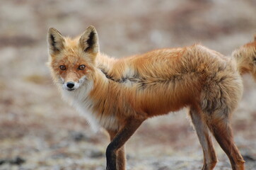 red fox cub