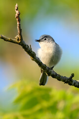 Obraz premium Bird portrait