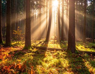 Fototapeta premium Sunlight streams through a misty autumn forest