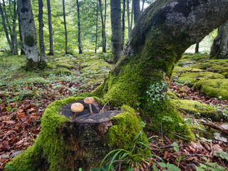Magical forest floor with moss and mushrooms - A close-up of a moss-covered tree stump with small mushrooms in an enchanted forest on a misty day.