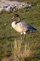 goose
